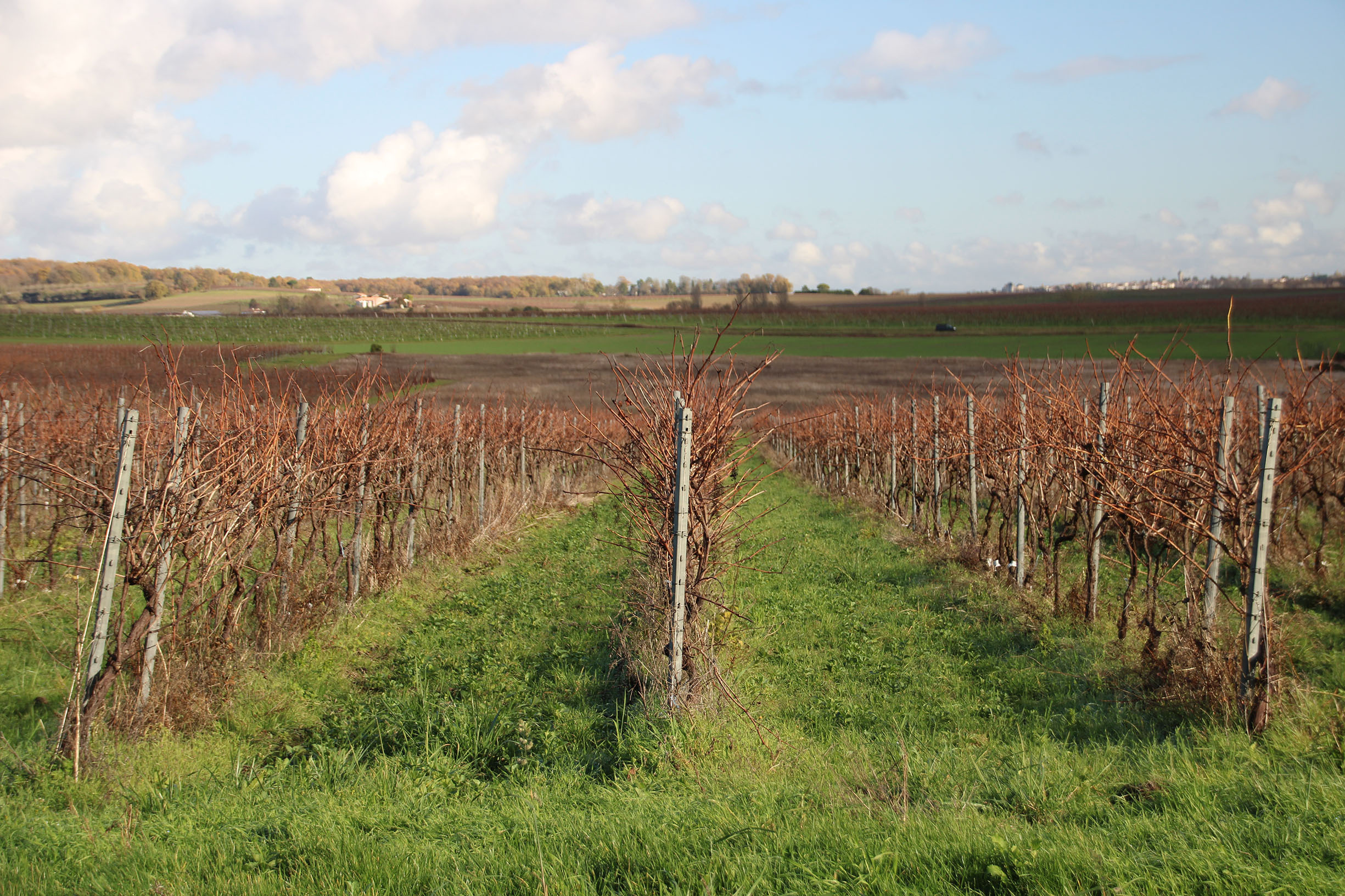 Les crus du cognac expliqués simplement